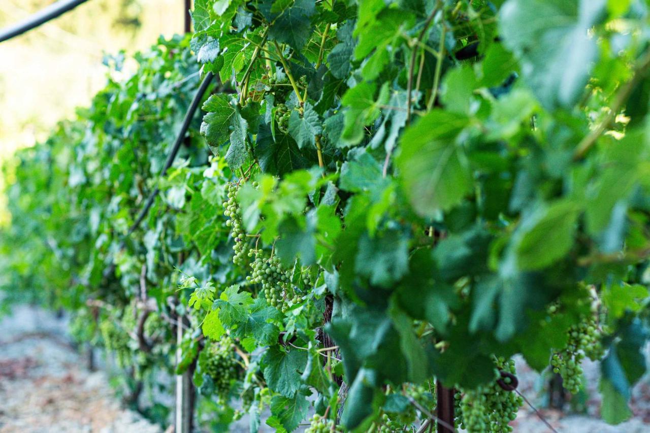Villa Mantilari Wine Estate 7 Apartments 2 Private Pools 1 Heated Tennis Court Fitness Center Арханес Экстерьер фото